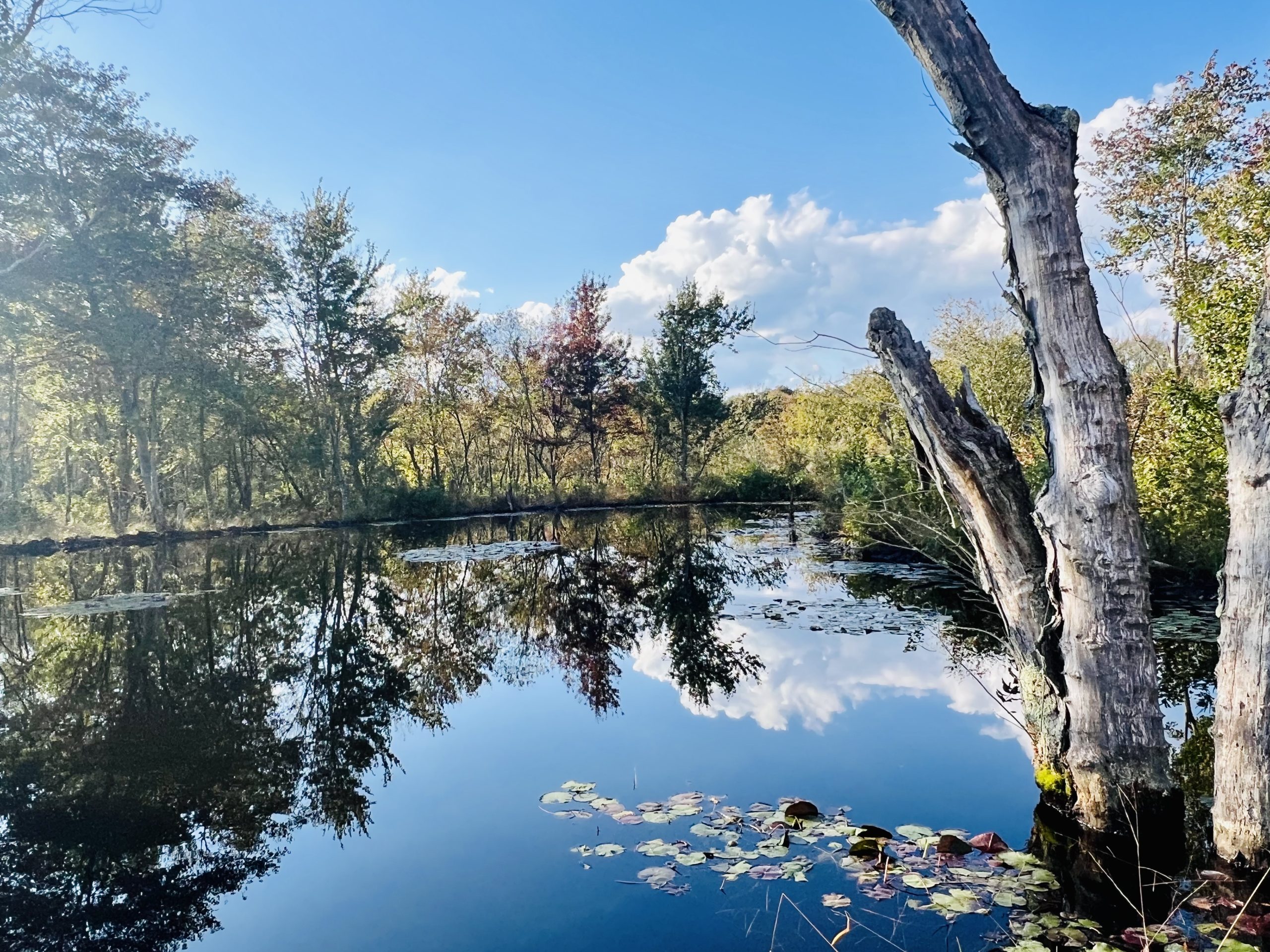 Access Nature Forum – Disability Rights NJ regulations on inclusion and accessibility for varying abilities.