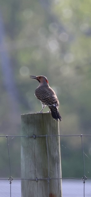 Bird perched