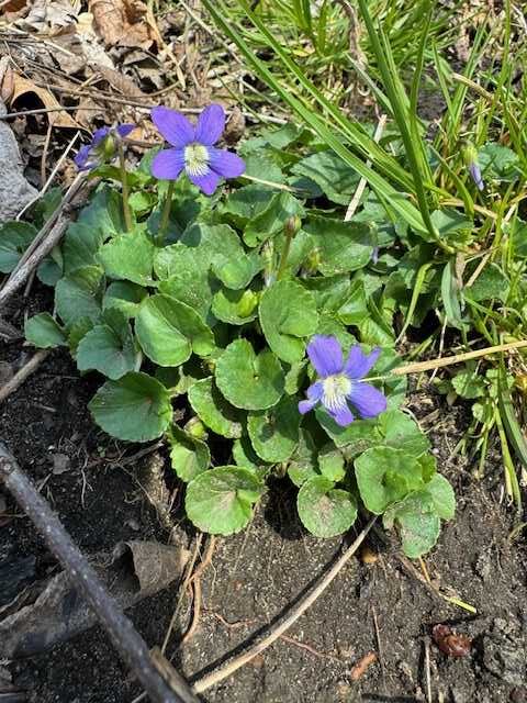 Purple Flower