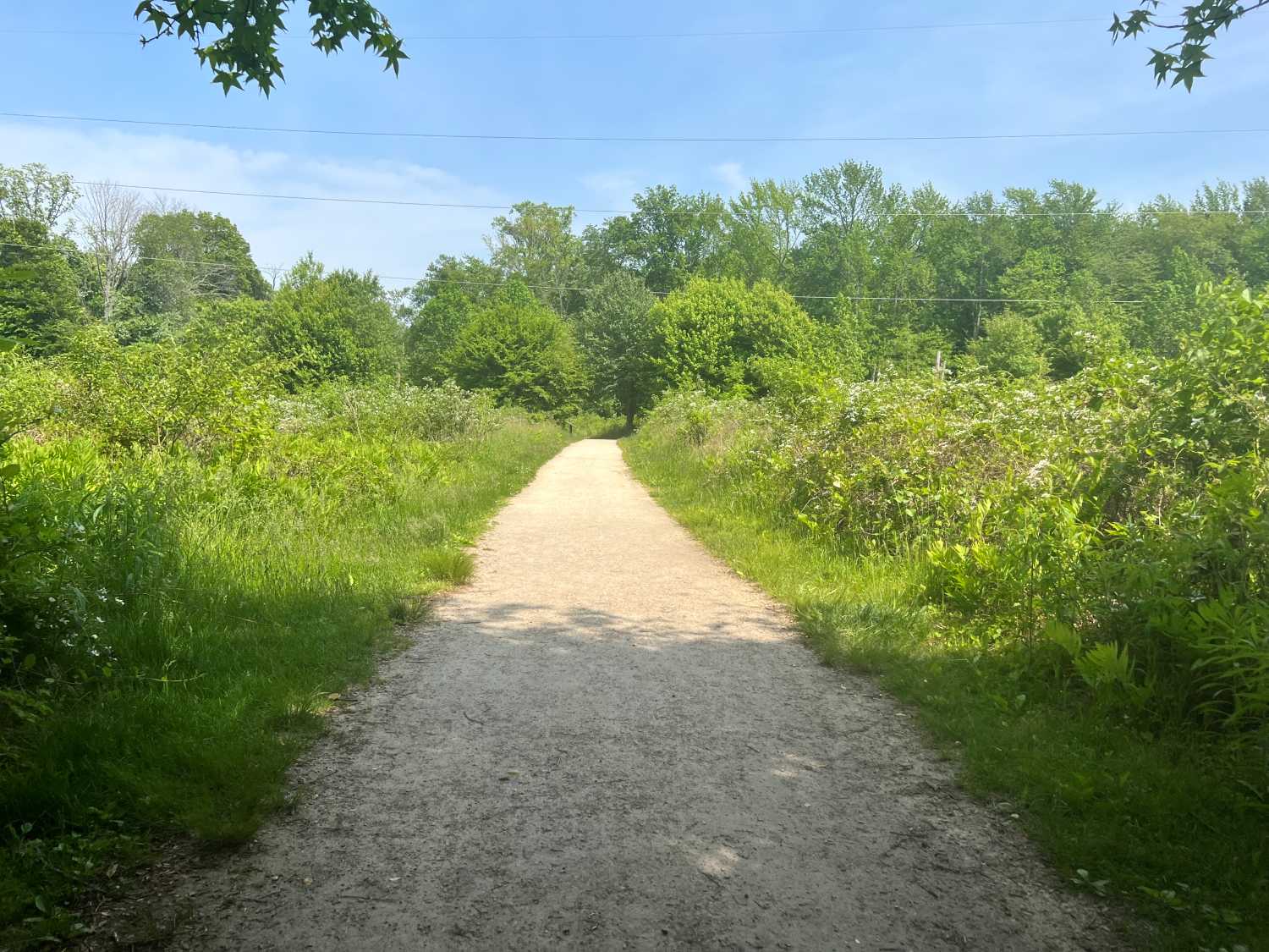 Wheelchair accessible trail through woodland
