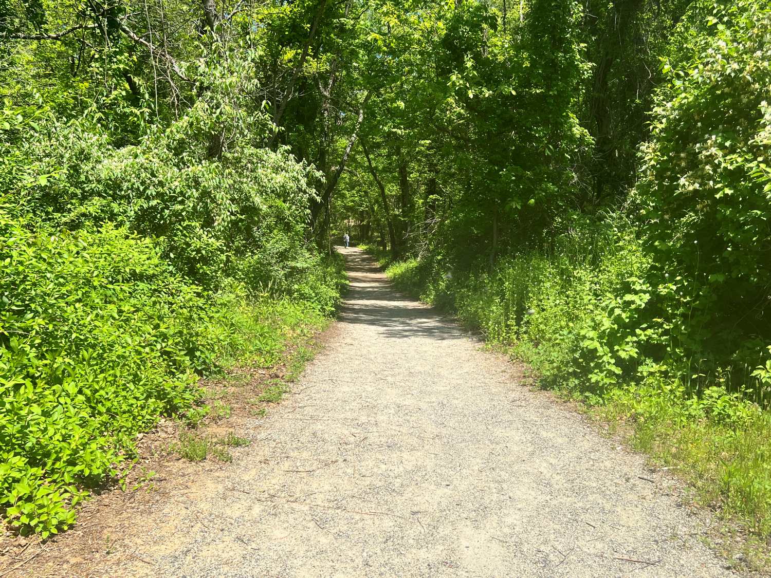 Accessible trail through woods